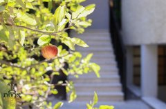 אחוזת טוקאי 62