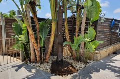 קאזה מוזס 15