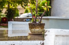 וילה הבית הלבן 65