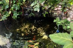 וילה De Caesarea 48