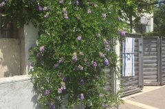 וילה אליס 27